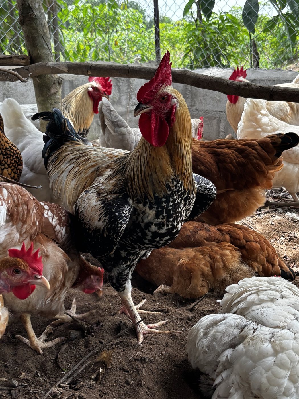 Coq et poules dans leur bâtiment à la ferme