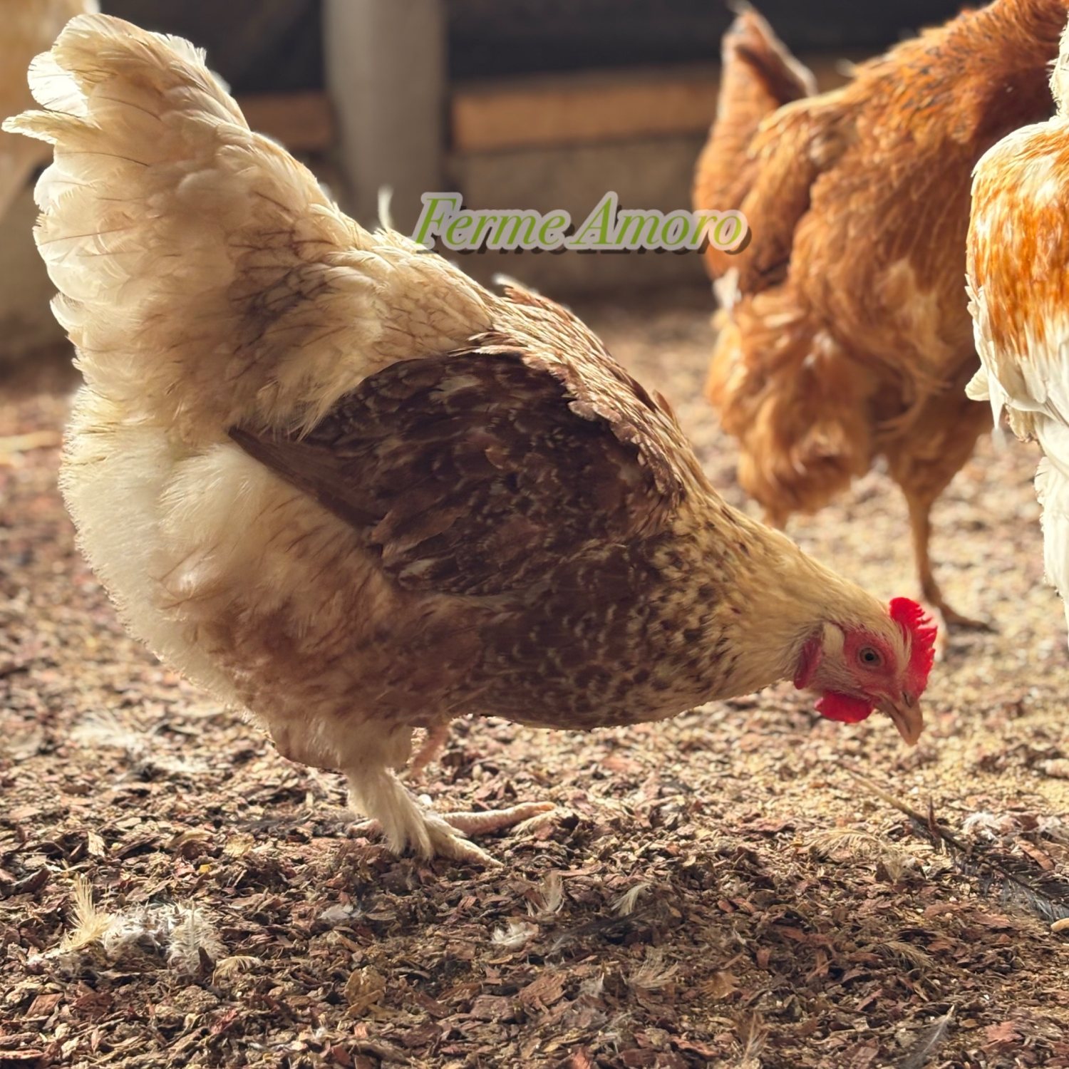 Poule élevée à la Ferme Amoro