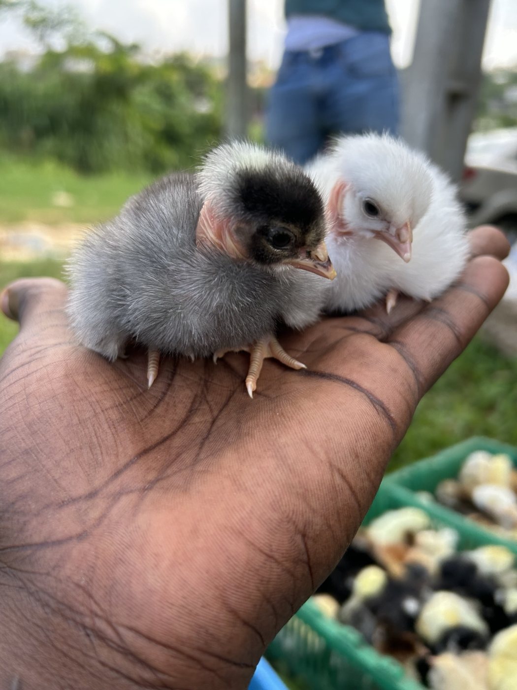 Deux poussins de la Ferme Amoro dans une main
