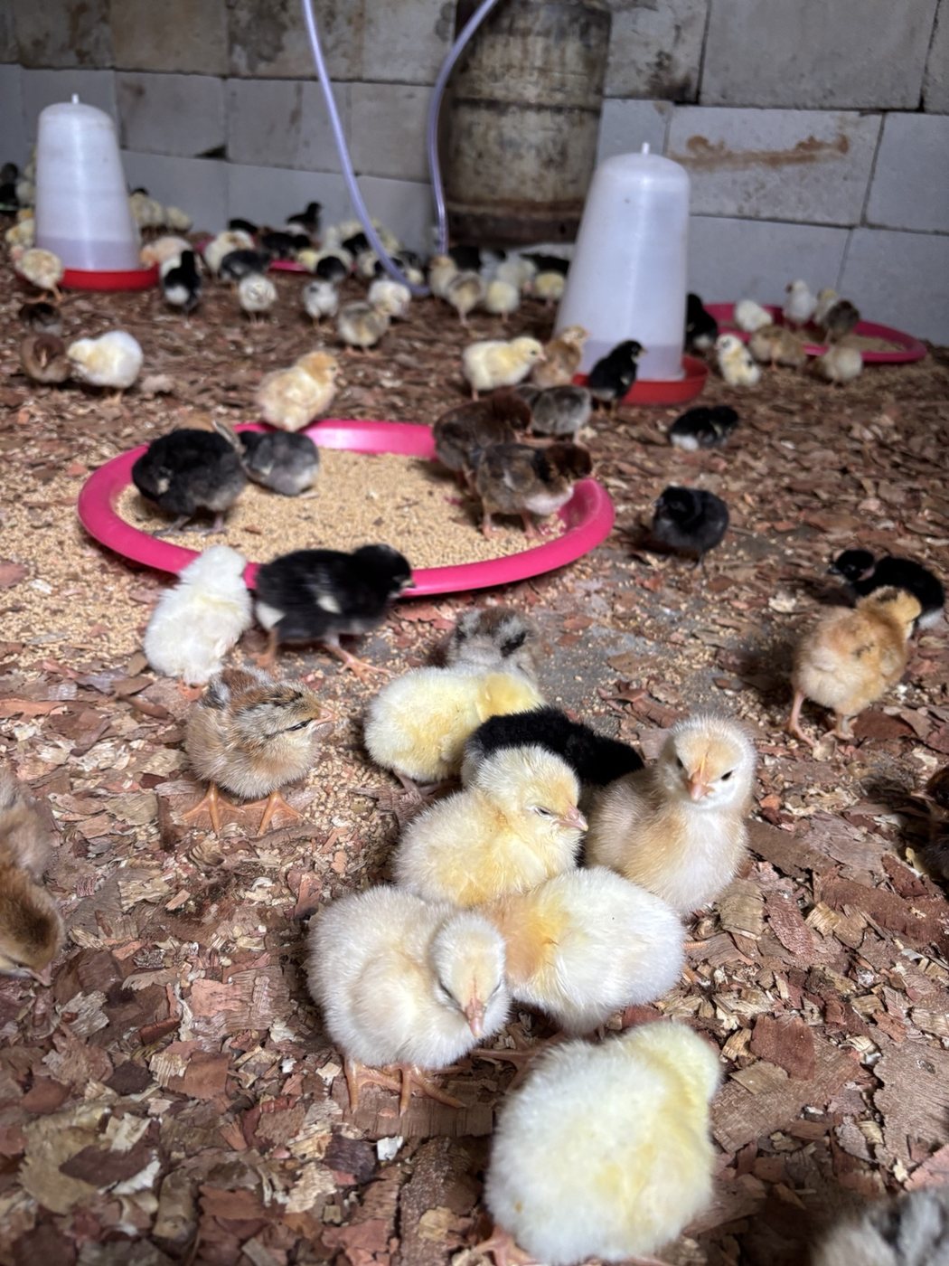 Poussins dans la poussinière