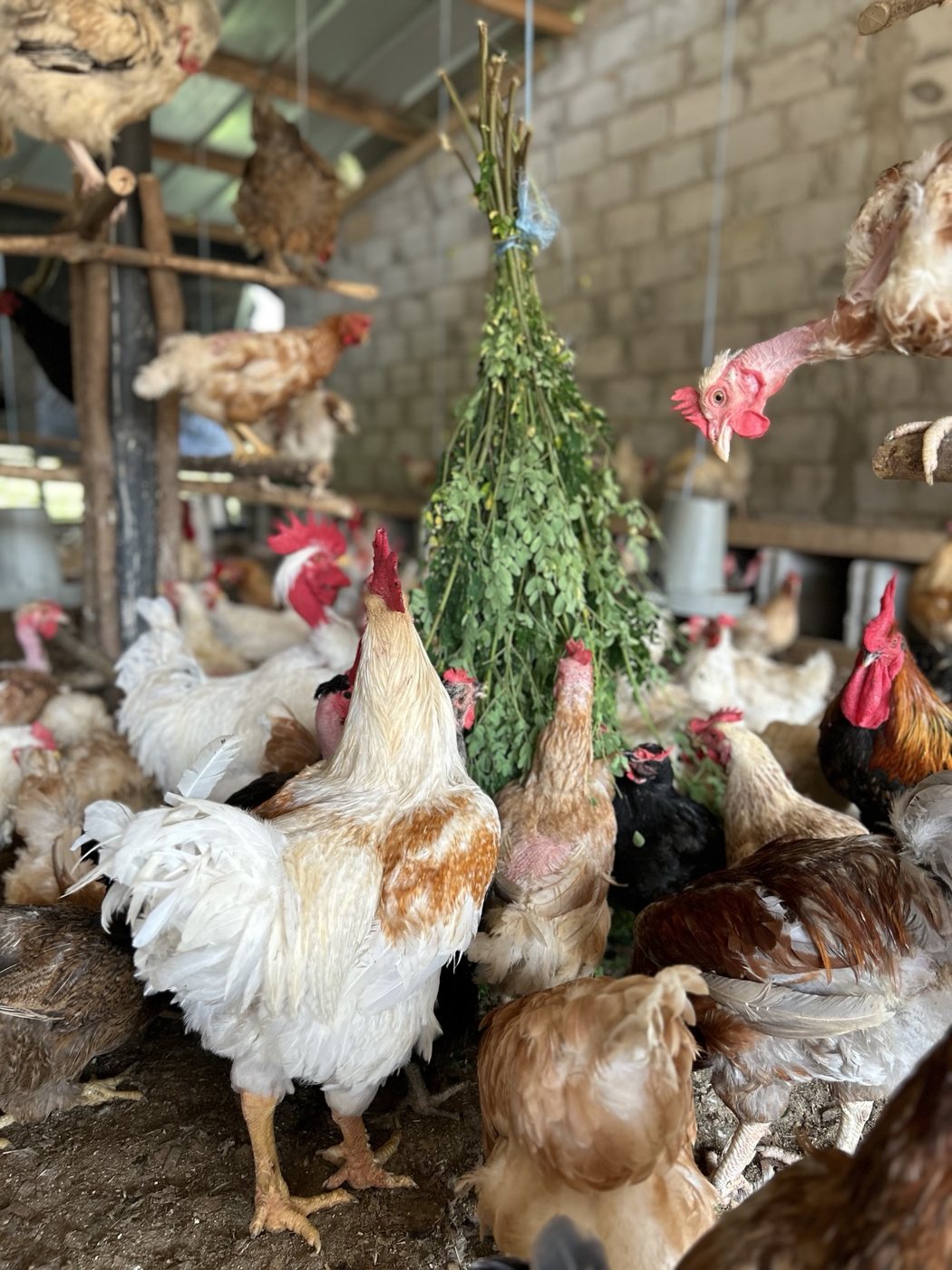 Poulets autour de feuillage dans le bâtiment