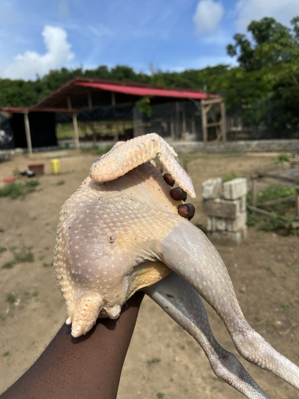 Poulet plumé présenté à la ferme