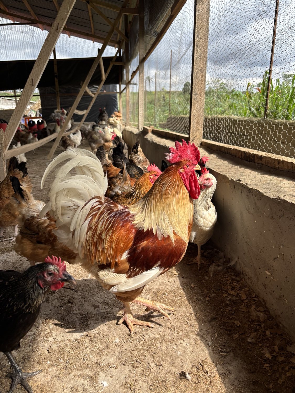 Poulets de la Ferme Amoro dans leur bâtiment ouvert