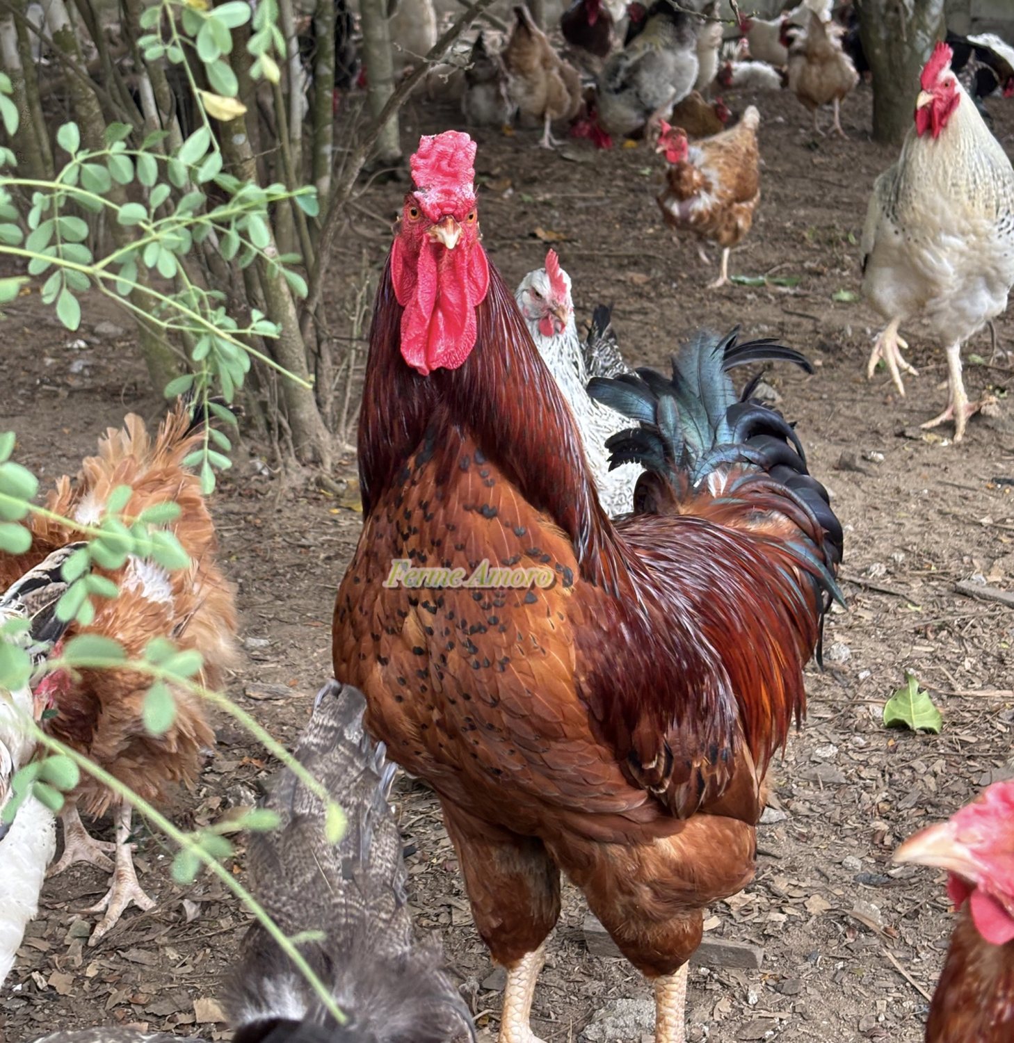 Coq Goliath élevé à la Ferme Amoro