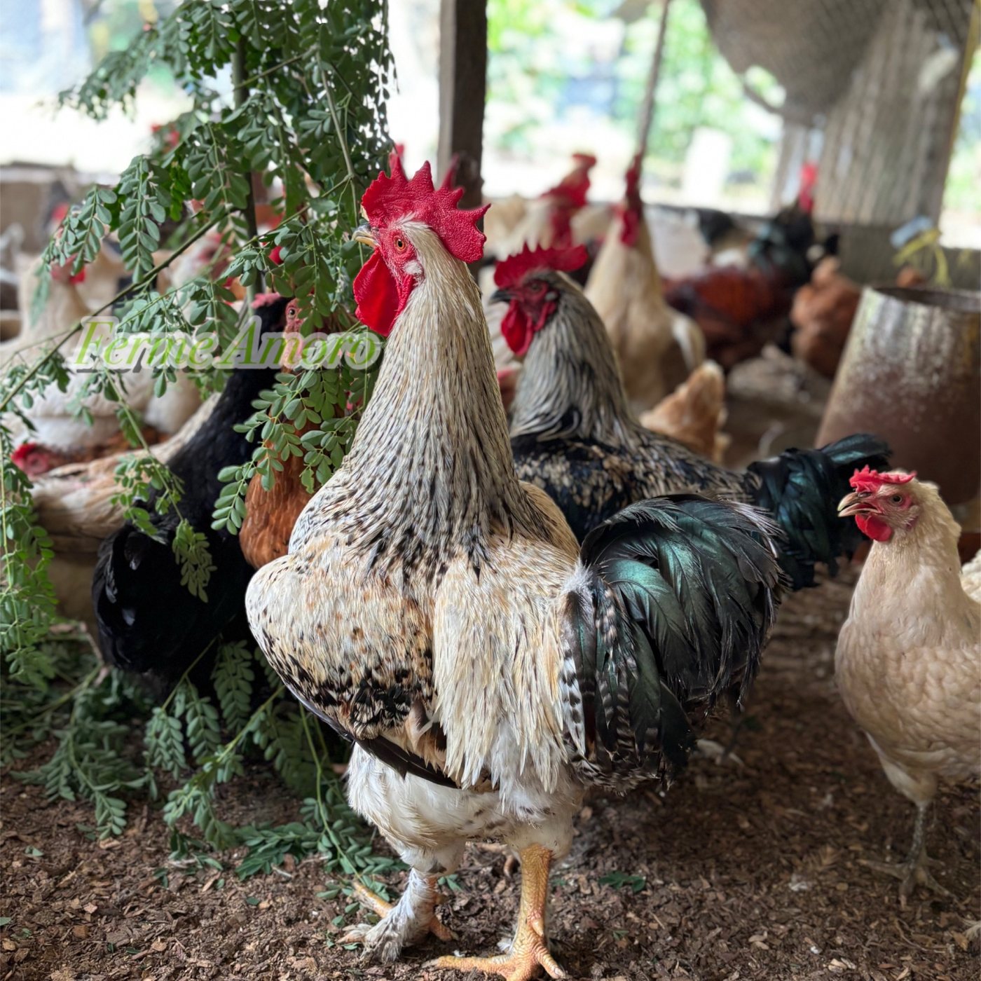 Un coq de la Ferme Amoro