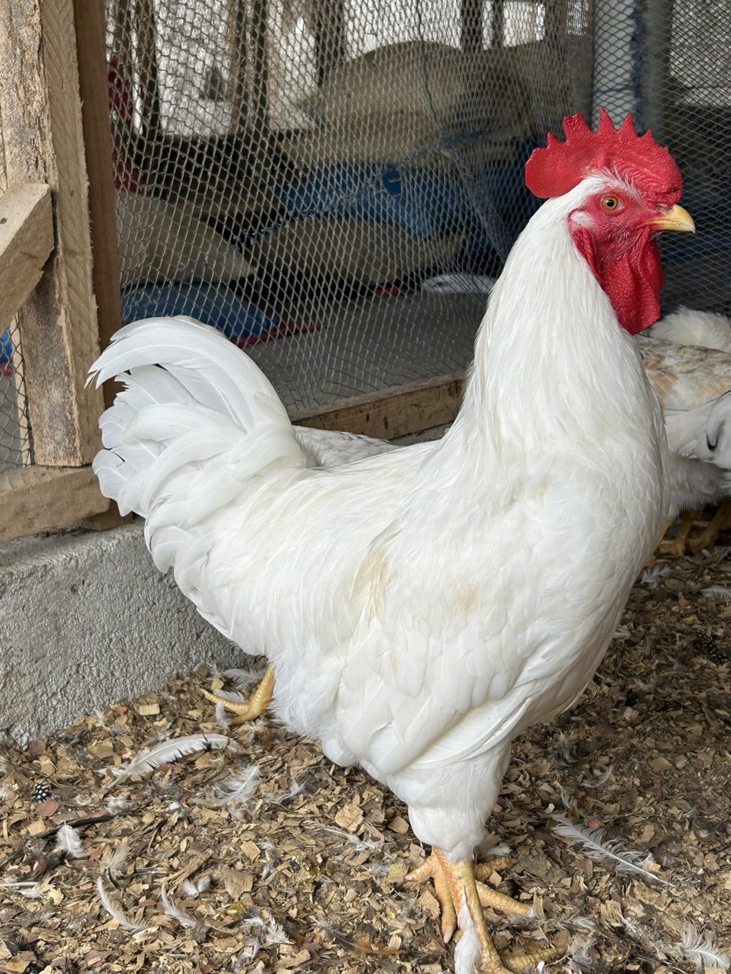 Coq blanc de la Ferme Amoro