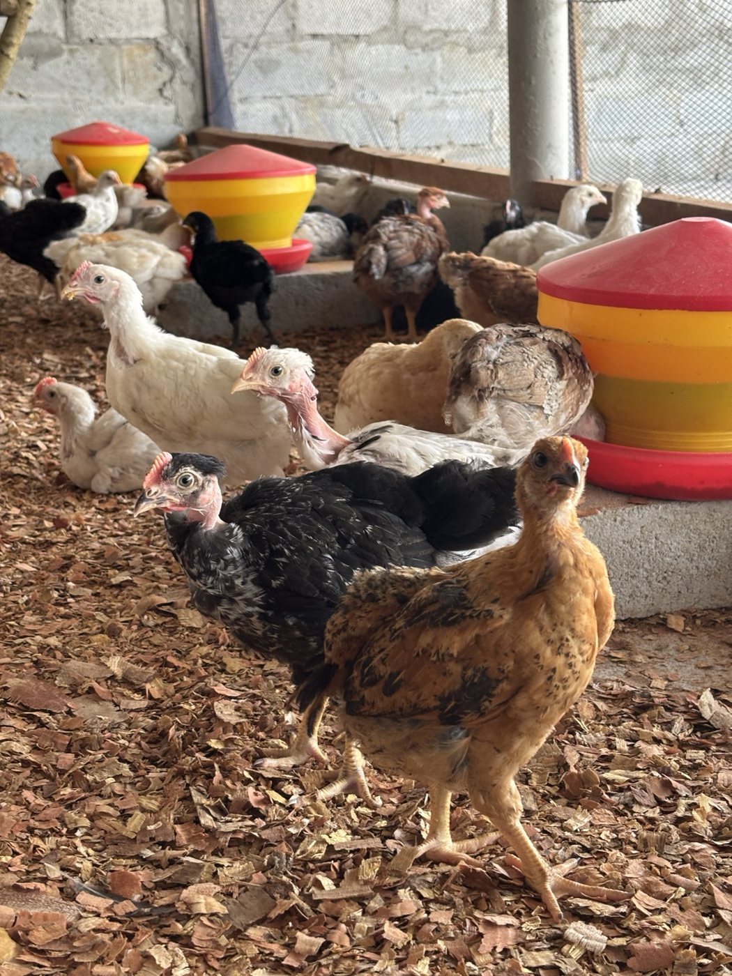Jeunes poulets dans leur bâtiment